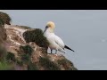 Northern Gannets at RSPB Bempton Cliffs