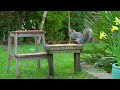[NO ADS] Birds for Cats to Watch 😸 Cat TV & Cat Games 🕊️ Bird & Squirrel Videos for Cats & Dogs