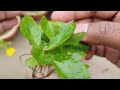 Shocking Results! Propagate Plants from a Single Leaf