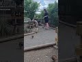 Feeding quail at Medicine Park Aquarium