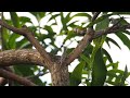 Draco Sumatranus: A Glimpse Of Nature's Flight at Singapore's Nature Park