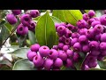 Relaxing music 🎶 Purple pink green tree