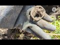 Metal detecting an early home site in the woods.