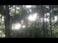 Moments In Nature | The Home Jungle | Wild Jungle Relax | Nature Forest Travel