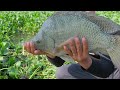 Toàn rô phi khổng lồ | câu lục cần tay bo quá đã | fishing