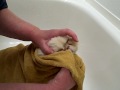 Proper Method for Bathing a Cat
