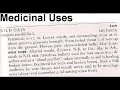 Edible & Medicinal Wild Oats / Bellwort ( Uvularia sessilifolia )