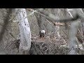 Eaglets Feeding 2nd video Music by Bensound Acoustic breeze