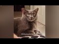 Funniest Cats and Dogs 😸😍 Best Funniest Catss Video 2024 😻😘