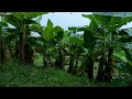 Sounds of Rain on an Umbrella on a Banana Plantation | Rain Sounds Without Thunder for Sleeping