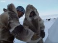 Building My First Igloo | A Boy Among Polar Bears | BBC Earth