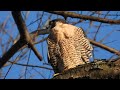 Peregrine Falcon in Central Park New York City | Preening, Calling and Flying out around Reservoir