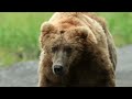 Alaska Bears | Lake Clark Nat'l Park