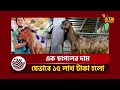 অনুমোদনহীন গরুর ব্যবসায় ফেঁসে যাচ্ছেন সাদেক এগ্রোর ইমরান, গরু সিন্ডিকেটের মূল হোতা তিনি | Bibek