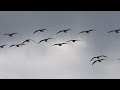 Birds in Slow Motion #2 with OM SYSTEM OM-1