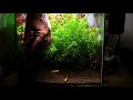 PLANTED DUTCH AQUASCAPE  - End of My Planted Aquarium