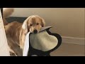 Goldens e sua personalidade doce🐕🐕🐕 #goldenretriever #dogs #fofo #cachorrosfofinhos
