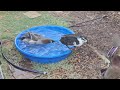 #Rouen Ducks #Magpie Ducks playing in pool of fresh water. 116⁰ today in Chandler AZ 7.11.24