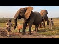 Save the Elephant Day - Orphan albino elephant Khanyisa's three month rehabilitation