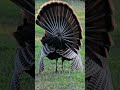 Turkey Gobbler Displays for Hen (turkey rut)