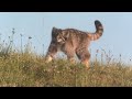 Pallas Cats of the Eastern Mongolian Steppe - 2022