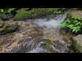 Gentle Sound of Water Stream in the Forest | Relaxing White Noise Sounds for Sleep