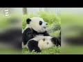 AWW SO CUTE!!! BABY PANDAS Playing With Zookeeper | Funny baby pandas | Baby panda falling