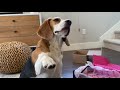 Cute beagle reviews different types of treats: BarkBox vs PupJoy