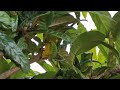 My UK Loquat tree stand in awe of two huge Fruit-Bearing Loquat trees shown growing near to my house