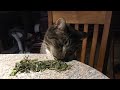 Tubby The Cat Uses Cat Nip To Deal With The News