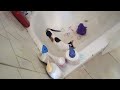 cat in bathroom just being funny