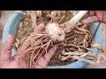 How to Grow Garlic in Water | QUICK N EASY WAY | FULL GUIDE