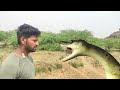 Anaconda Snake 2 In Real Life HD Video