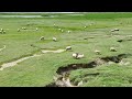 moutons de la baie de Somme