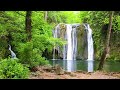 Forest Nature Sounds Relaxing Waterfall-Birds Chirping Sleeping Sound-Water & Birdsong Meditation