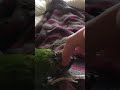 Green cheek parrot loves scratches