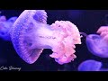 Jellyfish Aquarium • Healing of Insomnia, Stress, Anxiety and Depression • MELATONIN RELEASE