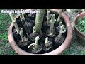 Urban Gardening l How to Propagate Madre de Agua From Cuttings [ep36]