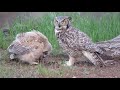 Baby Great Horned Owl, Feeding time with mom. Red Rock Nv.