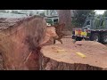 Giant Sequoia comes down in Hillsboro