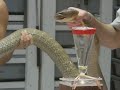 King Cobra Venom Extraction