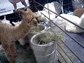 Alpaca eating