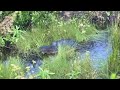 Giant Snapping Turtle (Alligator Turtle)
