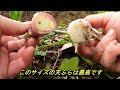 【山菜採り】渓流釣りに行ったら山菜が採れた。（ウド、ウルイ、ワサビ、タラの芽）