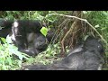 2011 Some Uganda Primates