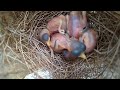Baby Finch nest - sugarcane field