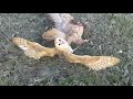 Amazing Eagle attack Owl moment!