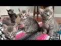 6-week-old Foster Kittens
