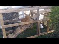 My Cats enjoying their Catio for the first time