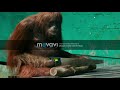 Orangutan Deliverance